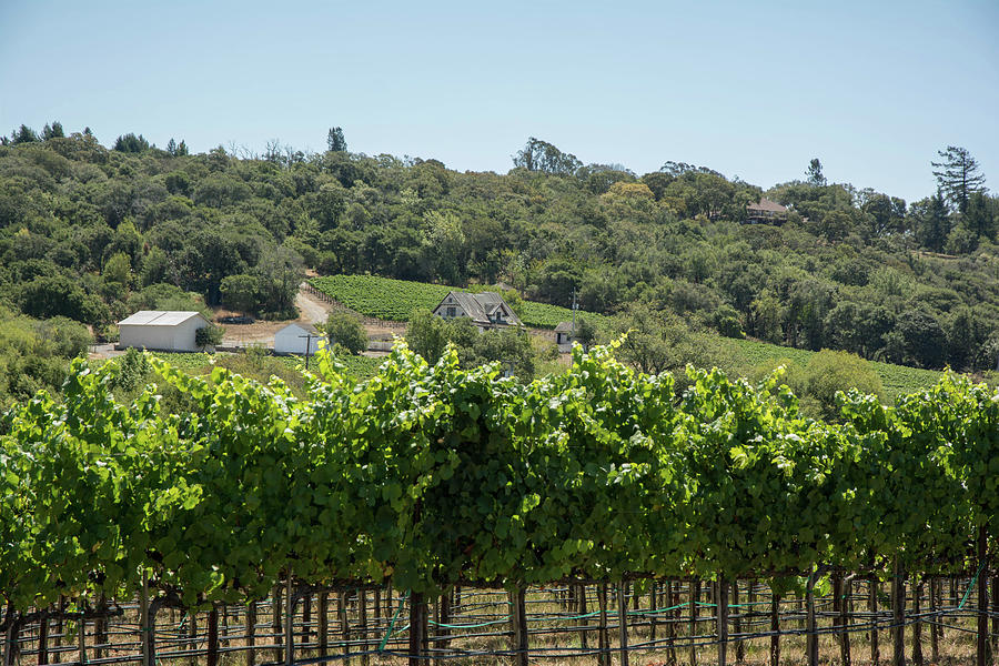 Vineyard in Sebastopol, Sonoma, California Photograph by Nicole Freedman