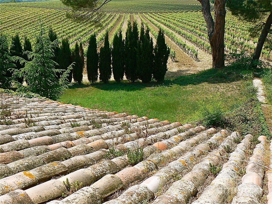 Vineyards in Spring by FRANCE ART Vineyards in Spring by FRANCE ART