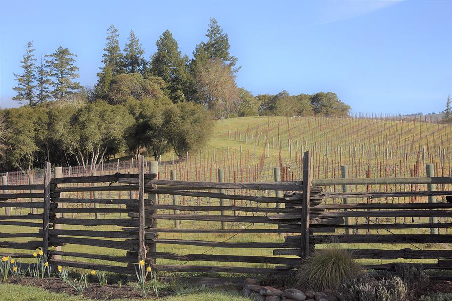 Vineyard in the Spring Photograph by Lisa Dunn
