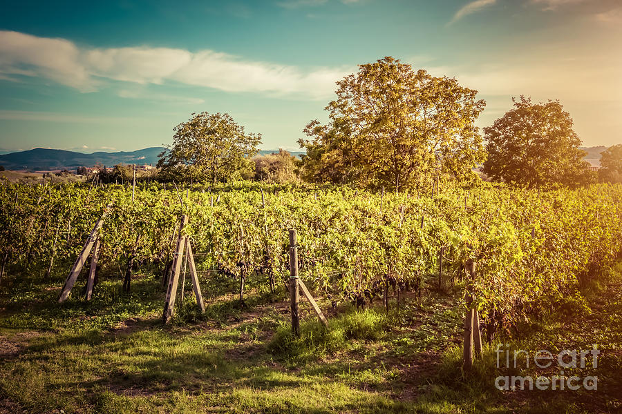 Wine Photograph - Vineyard in Tuscany, Italy by Michal Bednarek