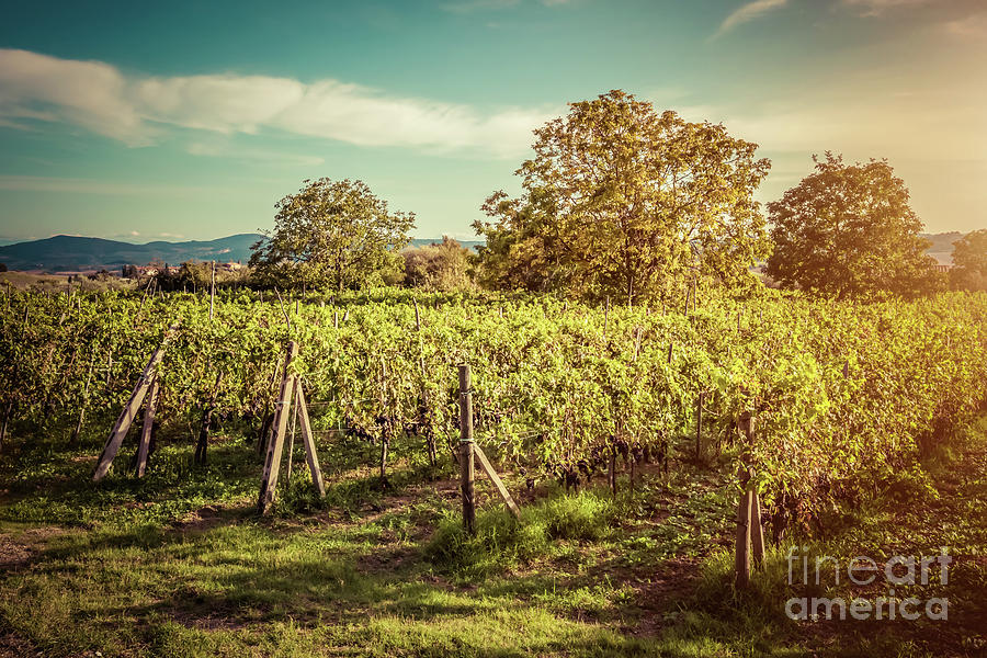 Vineyard in Tuscany, Italy. Wine farm at sunset. Vintage Photograph by Michal Bednarek