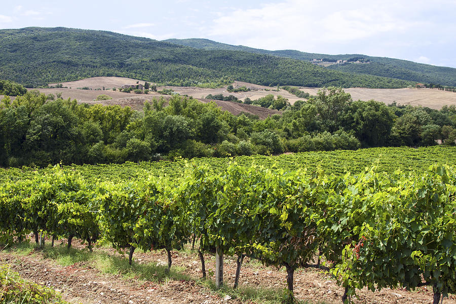 Vineyard in Tuscany Scenic Photograph by Sally Weigand