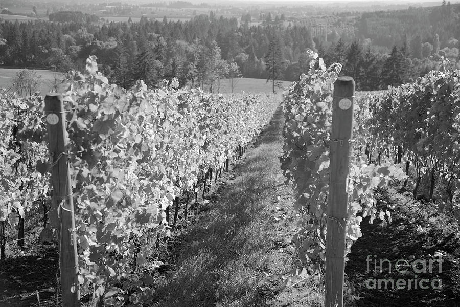 vineyard in Willamette Valley Photograph by Bruce Block
