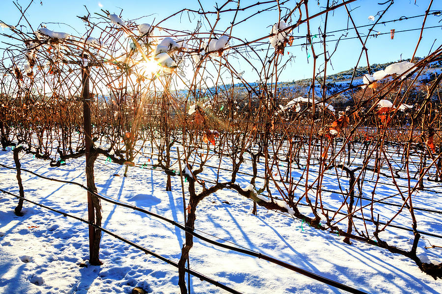 Vineyard in winter Photograph by Alexey Stiop