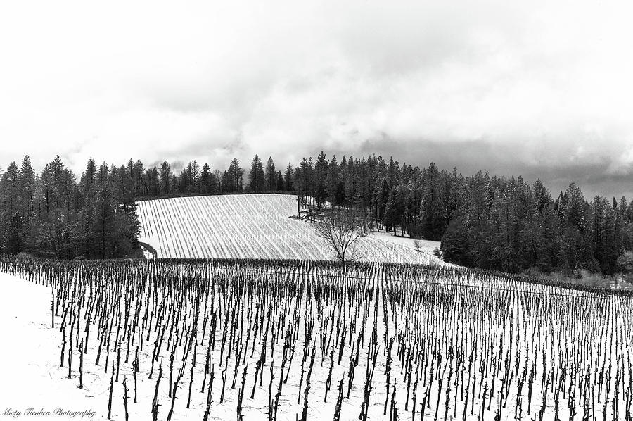 Vineyard in Winter  Photograph by Misty Tienken
