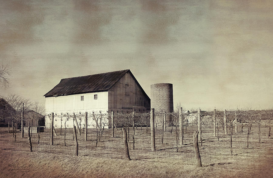 Vineyard in Winter Photograph by Theresa Campbell