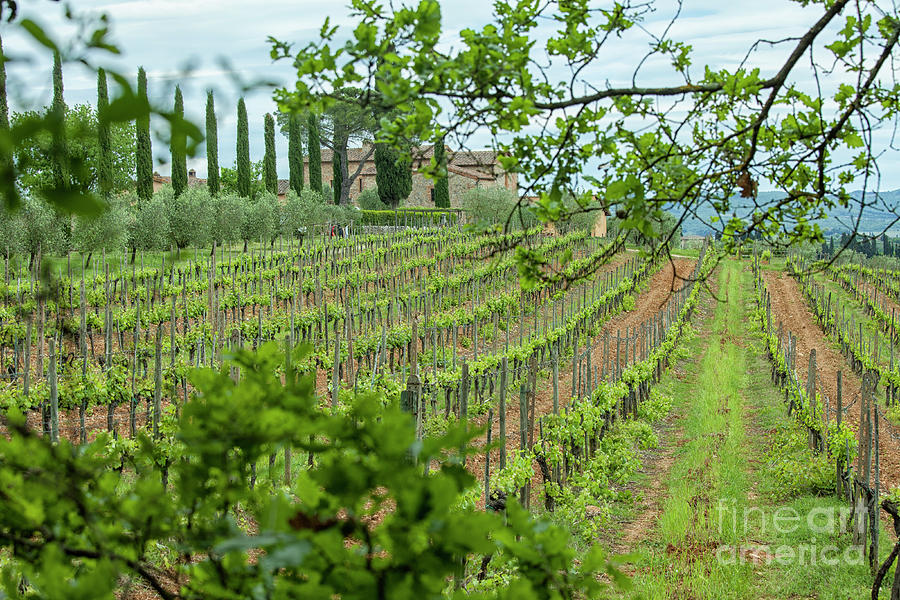 Vineyard italy Photograph by Patricia Hofmeester