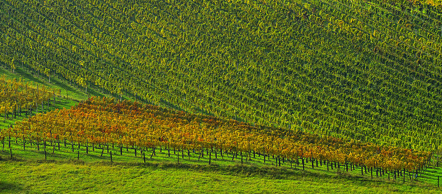 Vineyard Photograph by Ivan Slosar