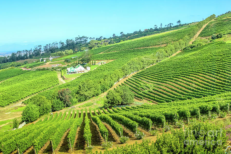Vineyard landscape in Constantia Photograph by Benny Marty