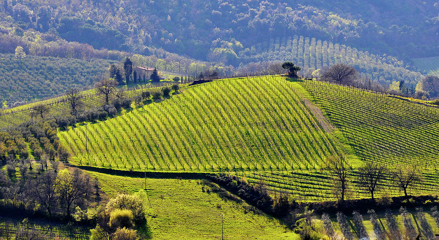 Vineyard landscape in Italy Photograph by Dutourdumonde Photography