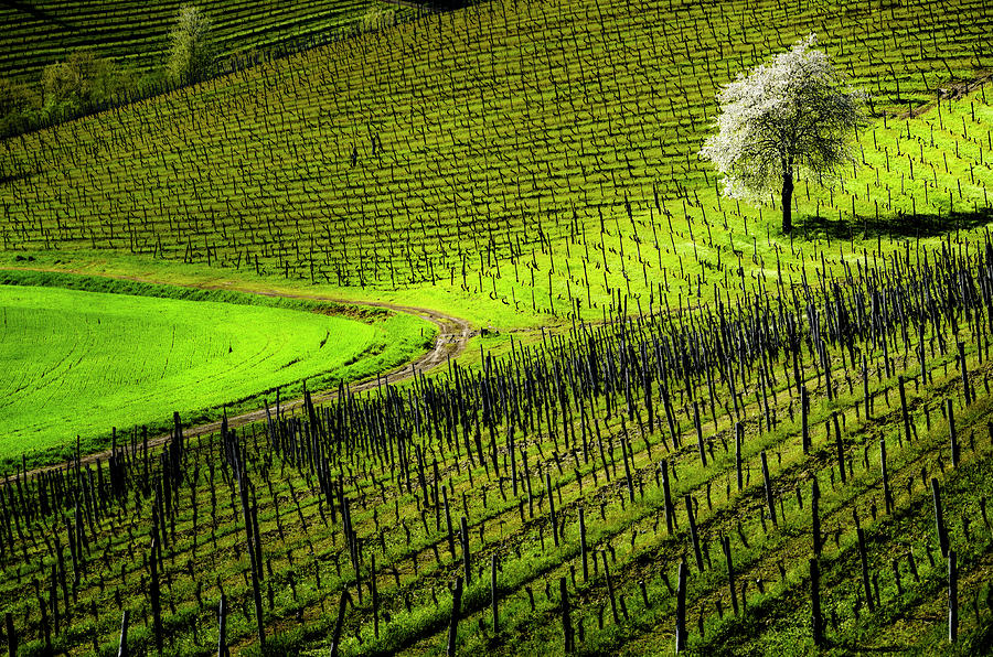 Vineyard Photograph by Livio Ferrari