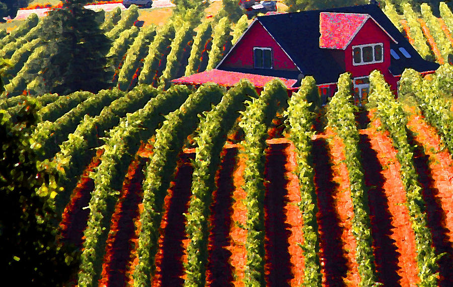 Vineyard Photograph by Margaret Hood