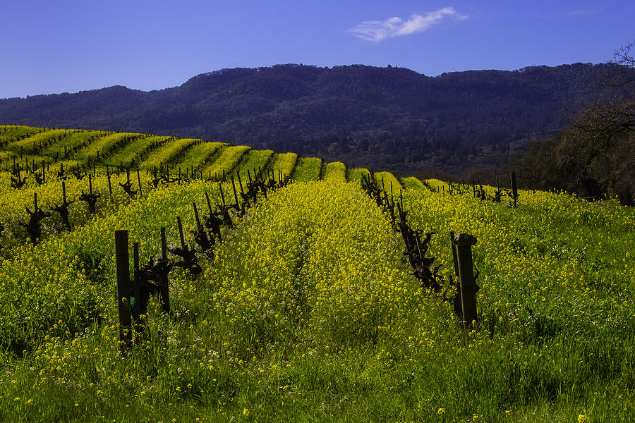 Nature Photograph - Vineyard Mustard by Garry Gay