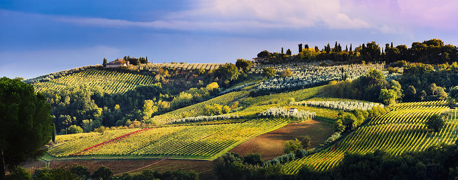 Vineyard, Near San Gimignano Tuscany Photograph by Yves Marcoux - Fine ...