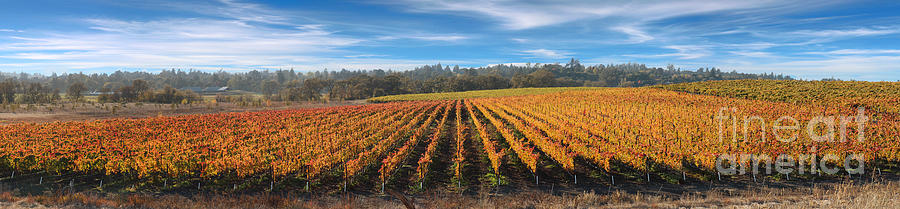 Vineyard near Sebastopol in Sonoma County California Photograph by Wernher Krutein