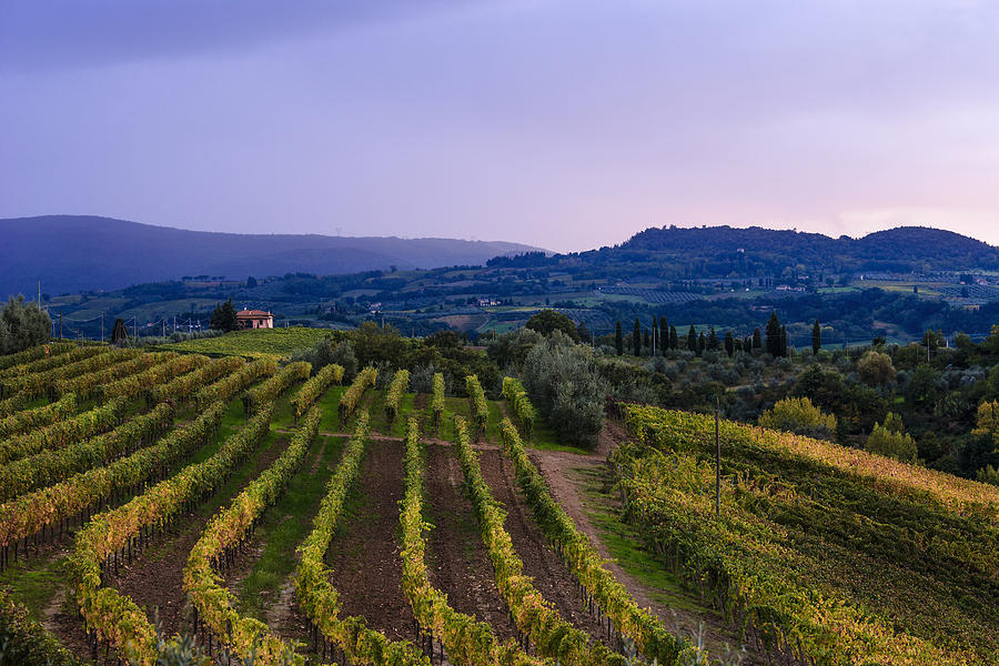 Vineyard, Near Ulignano Tuscany, Italy Photograph By Yves Marcoux 