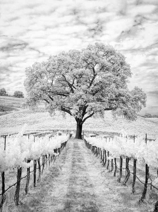 Wine Photograph - Vineyard Oak by Hal Schmitt