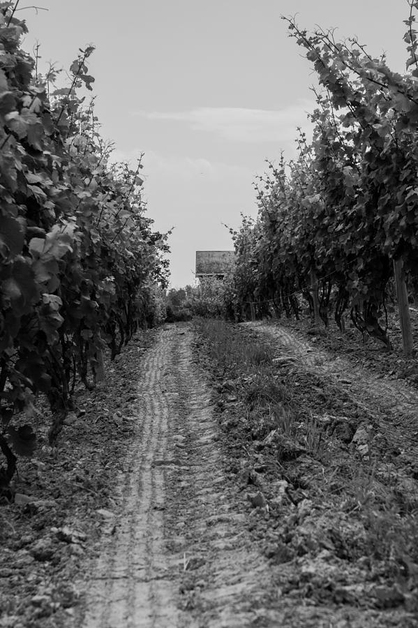 vineyard of old BW Photograph