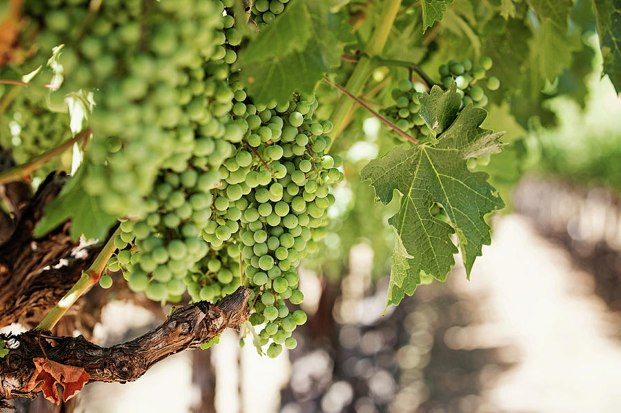 Wine Vineyard of St. Helena - Grapevine Napa Valley Photography Photograph by Melanie Alexandra Price