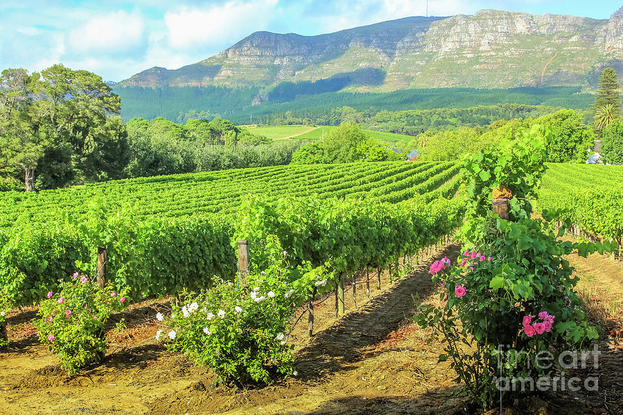 Vineyard of Stellenbosch Photograph by Benny Marty