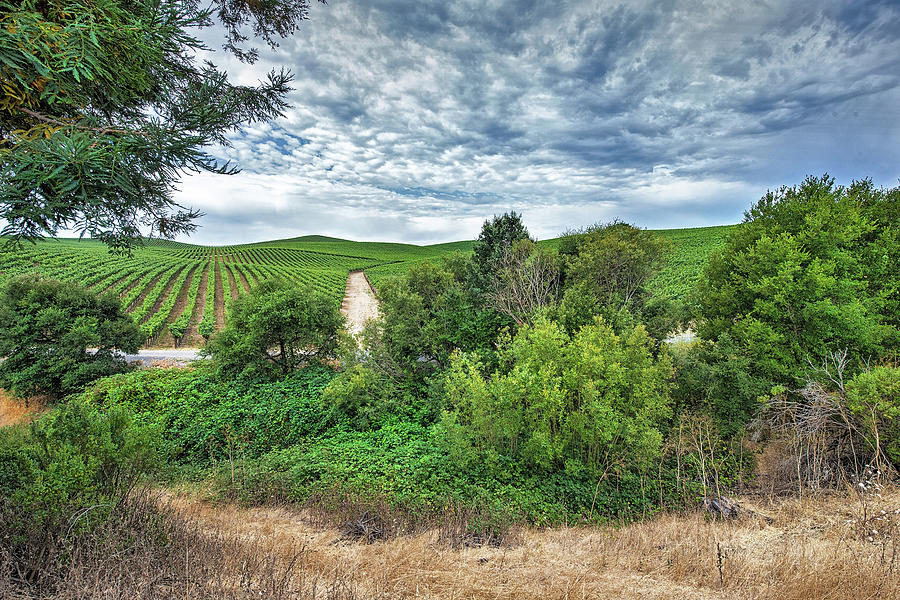 Vineyard on Cloudy Day by Kent Sorensen Vineyard on Cloudy Day by Kent Sorensen