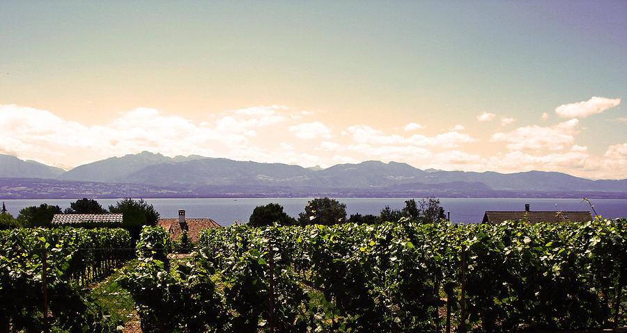 Landscape Photograph - Vineyard on Lake Geneva by Jeff Barrett