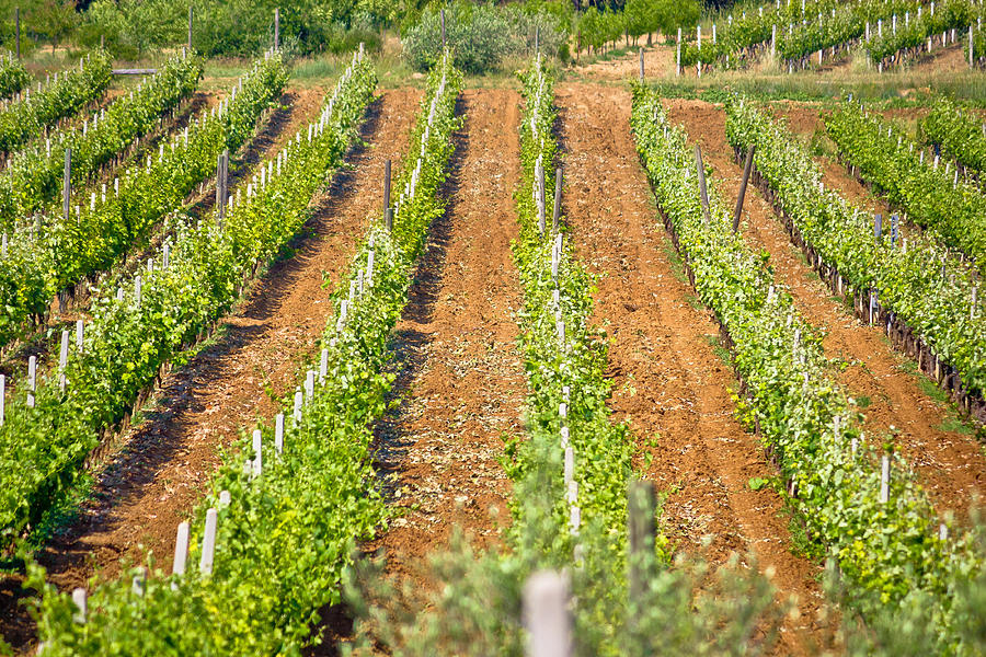 Vineyard on red dirt view Photograph by Brch Photography