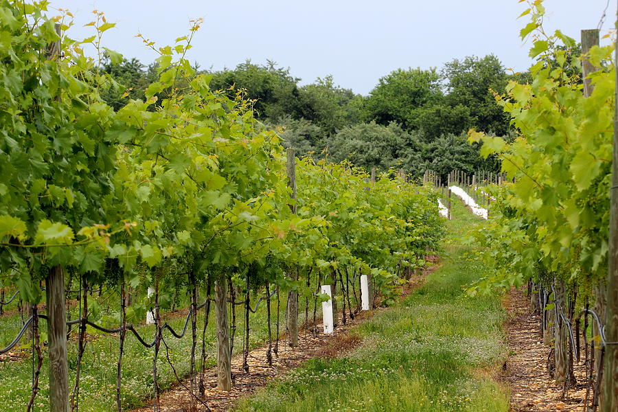 Grape Photograph - Vineyard Path by Brian Manfra