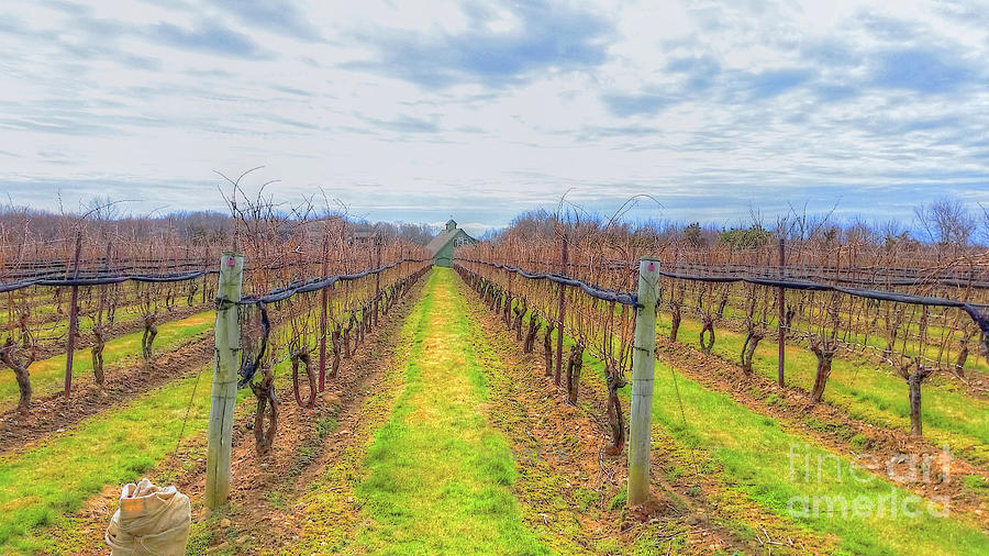 Vineyard  Photograph by Raymond Earley