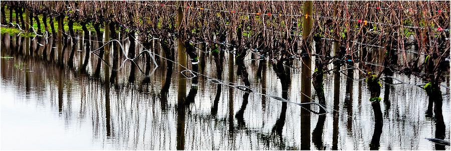 Vineyard Reflections P 7203 Photograph by Jerry Sodorff