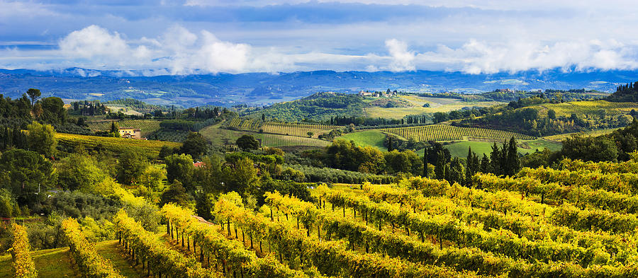 Wine Photograph - Vineyard  San Gimignano, Tuscany, Italy by Yves Marcoux