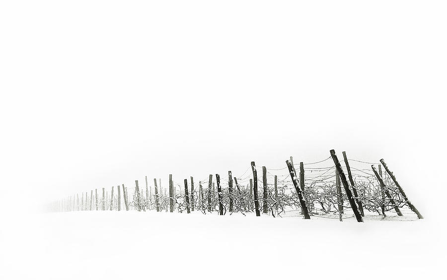 Winter Photograph - Vineyard by Sasa Krusnik