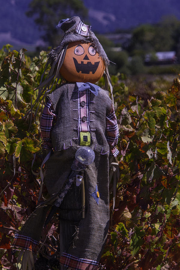 Vineyard Scarecrow Photograph by Garry Gay
