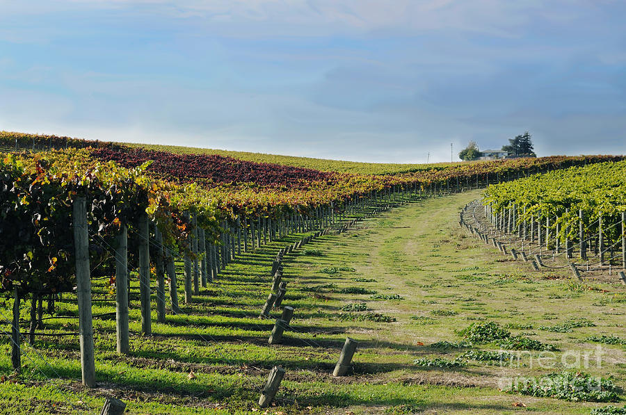 Vineyard Shadows Livermore Photograph by Haleh Mahbod