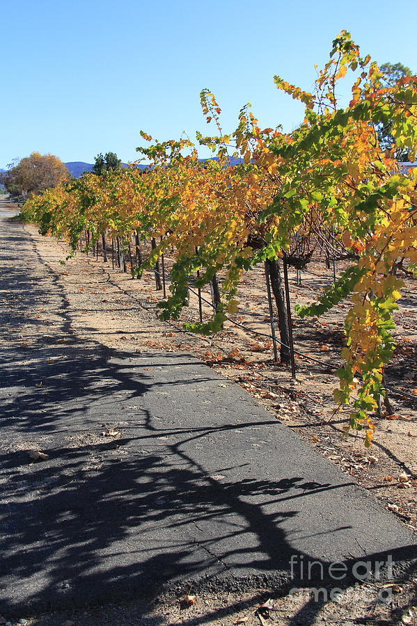 Vineyard Shadows Photograph by Suzanne Oesterling