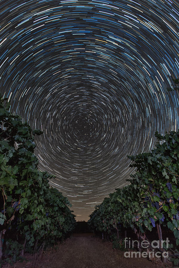Vineyard Star Trails Photograph by Michele Steffey