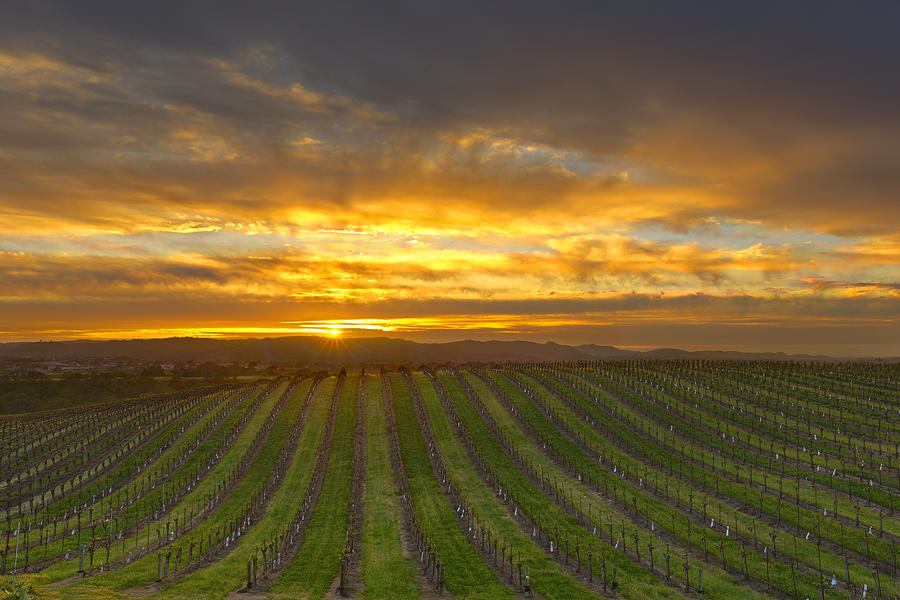 Wine Photograph - Vineyard Sunset by Brian Knott Photography