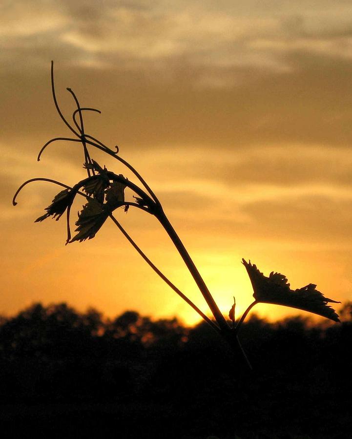 Vineyard Sunset Photograph by Carolyn Jacob