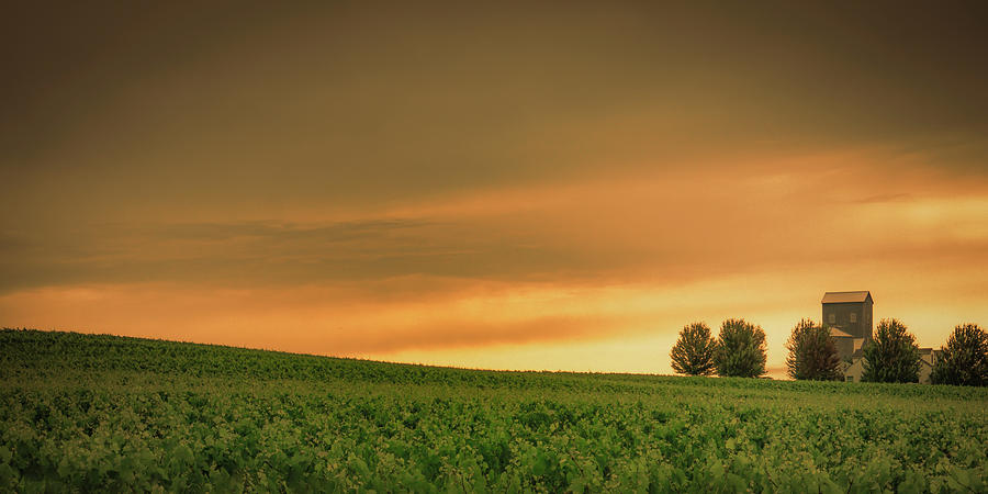 Vineyard Sunset Photograph by Don Schwartz