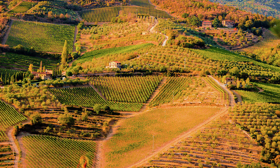 Vineyard, Tuscany Photograph by Aashish Vaidya