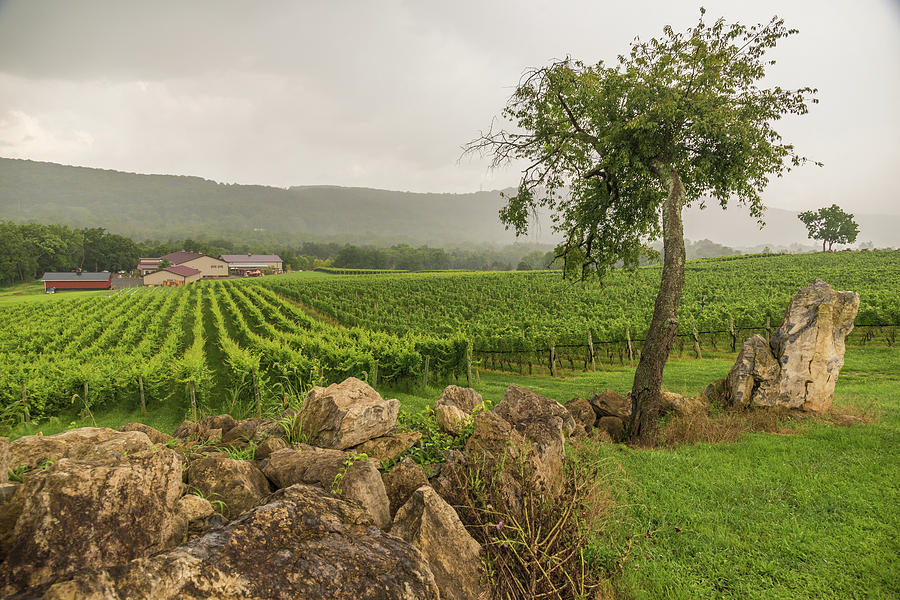Vineyard Views Photograph by Kristopher Schoenleber