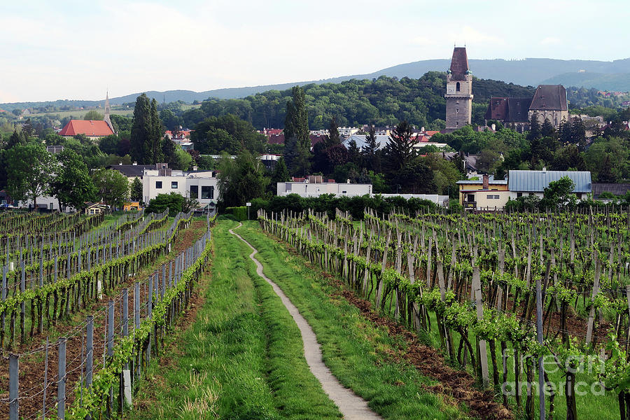 Vineyard Walkway - Austria Photograph by Christian Slanec