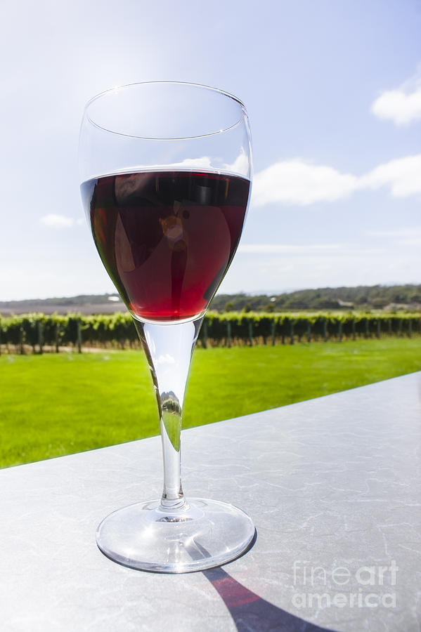 Vineyard wine glass filled with red shiraz Photograph by Jorgo Photography