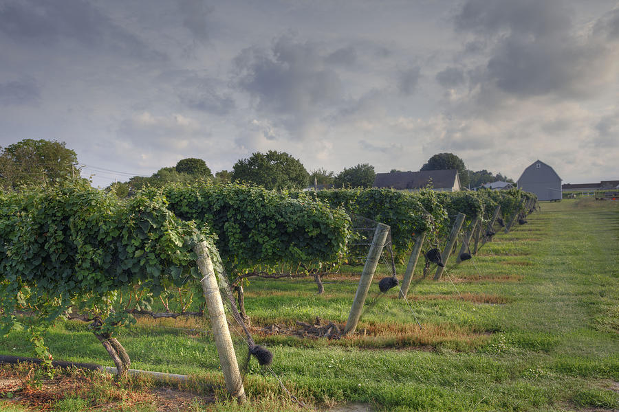 Vineyard with  barn Photograph by Steve Gravano