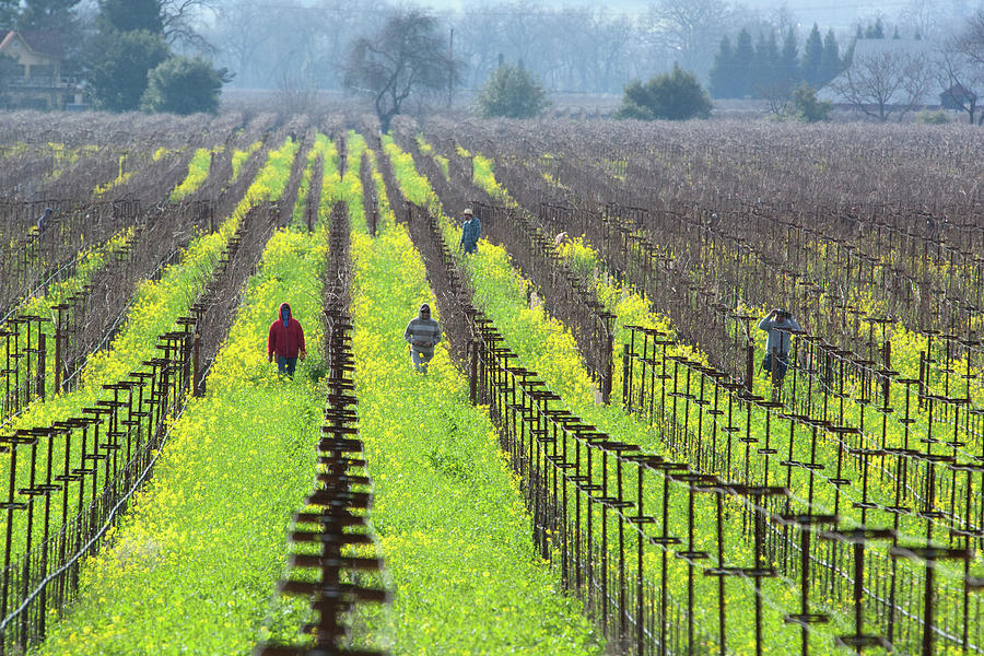 Vineyard Workers Photograph