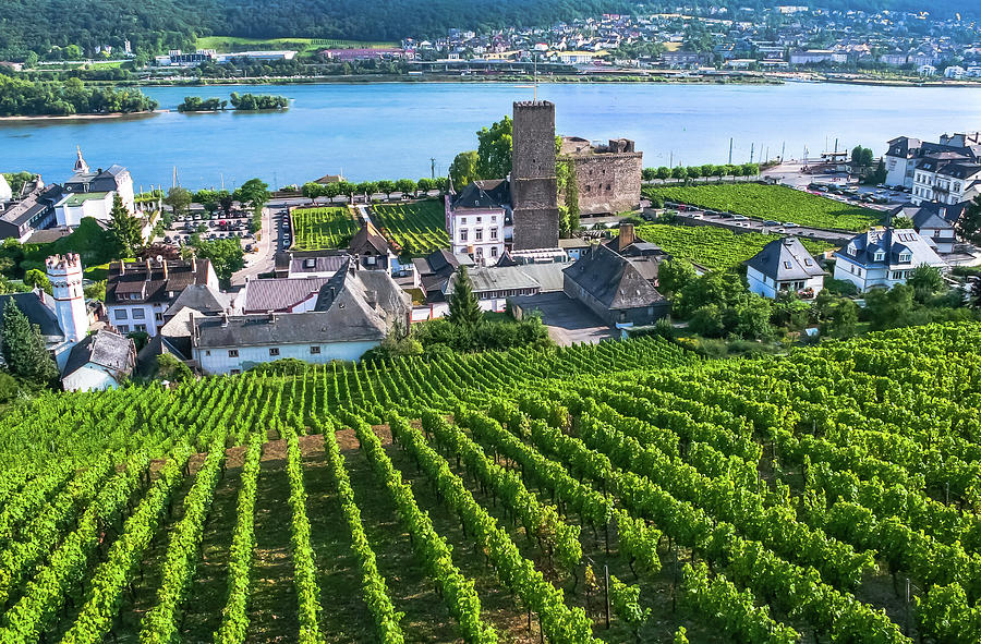 Nature Photograph - Vineyards Along the Rhine River by Amy Sorvillo