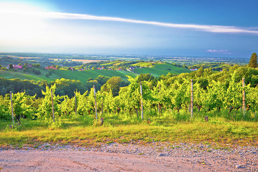 Vineyards and green landscape of Medjimurje region view from hil Photograph by Brch Photography