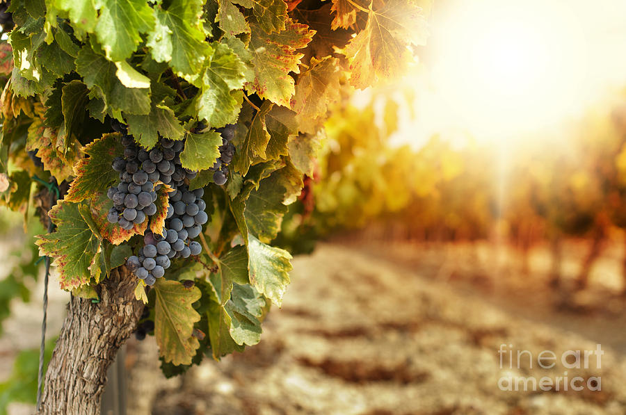 Grape Photograph - Vineyards at sunset by Deyan Georgiev