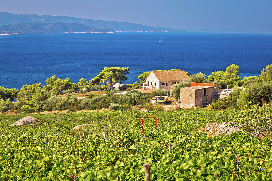 Vineyards by the sea on Brac island Photograph by Brch Photography