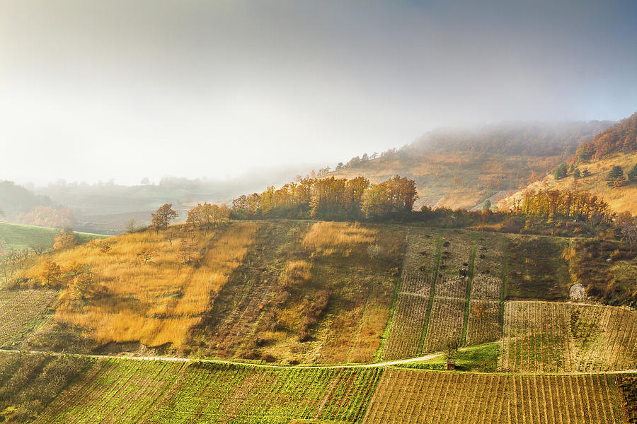 Vineyards in Bugey mountains - France Photograph by Paul MAURICE